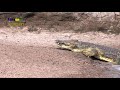 CROCODILE  v/s Several Preys