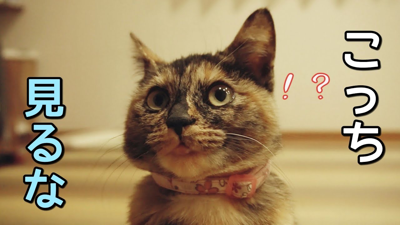 パパラッチに攻撃的な女優猫たっちゃん Youtube