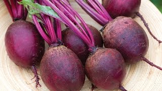 Growing Beets in a Container