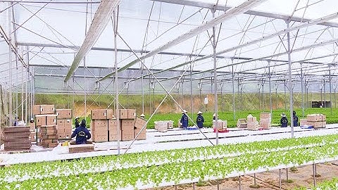 Xúc tiến thương mại các mặt hàng rau, củ, quả sạch tại thị trường nội địa