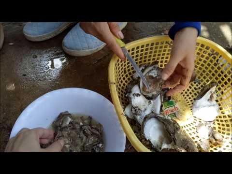 Cách Làm Sạch Hàu Cơ Bản