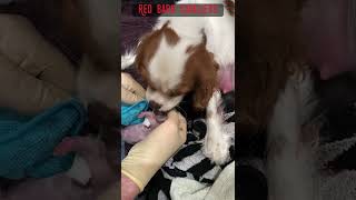 Birthing a puppy in 30 seconds