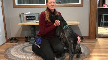 Force Fetch Tutorial for JGHV Dog Owners - Day 2 with Deutsch Drahthaar