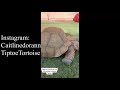 175 lbs Tortoise eat in a day Caitlindorann TIkTok compilation