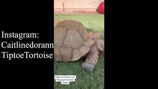 175 lbs Tortoise eat in a day Caitlindorann TIkTok compilation