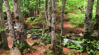 Iphone 7 Plus 4k video test "Filmic Pro" + "LumaFusion" - Autumn forest