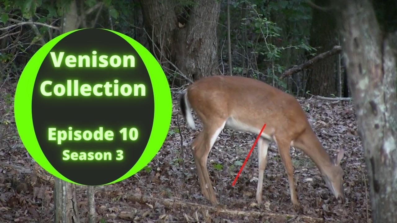 Venison Collection Whitetail Deer Meat Hunts Ep10 S3 YouTube