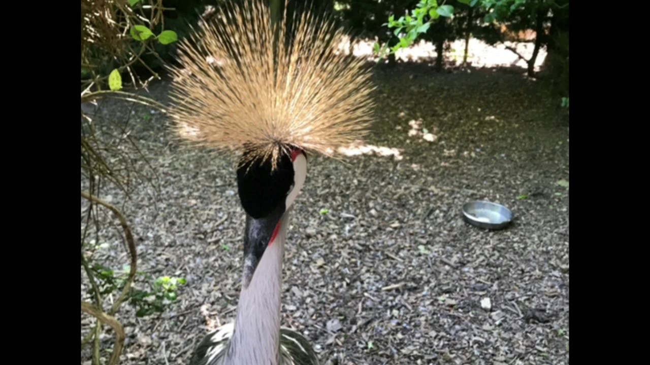 Axe Valley Wildlife Park