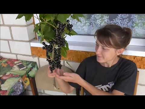 СЕЛЕЧЕНСКАЯ-2 -  сладкий сорт смородины  раннего срока созревания.