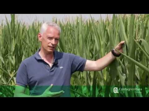 Video: Tecnologia Di Coltivazione Del Mais