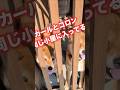 喧嘩する柴犬は仲が良い説❗️ #柴犬 #柴犬さん #shibainu #柴犬レオ