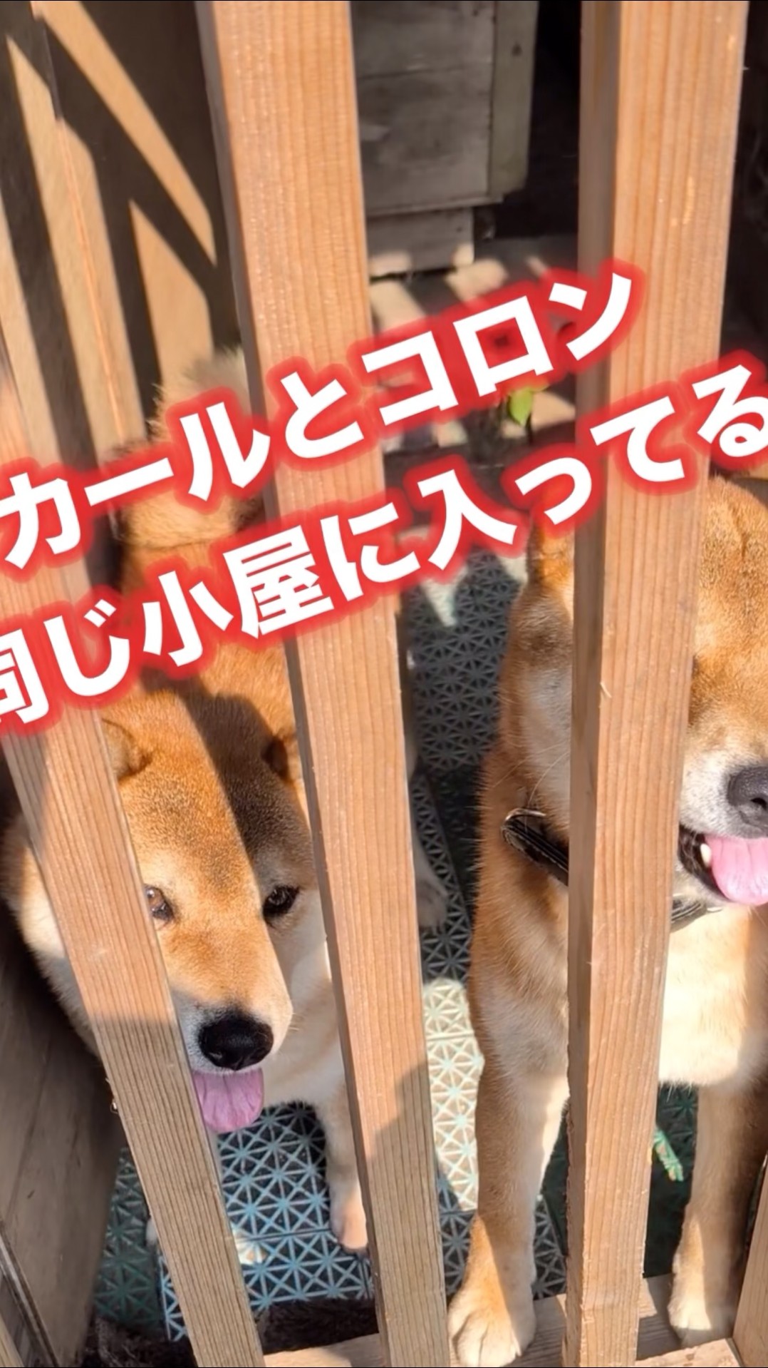 柴犬さん - YouTube
