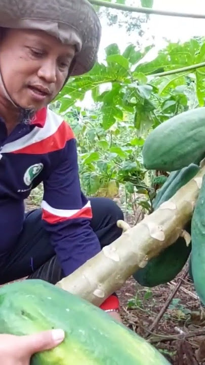 PETIK PEPAYA BANGKOK #shortvideo #shorts