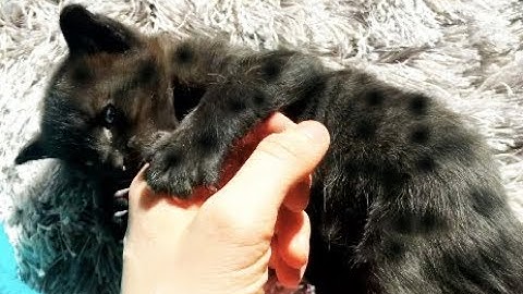 Video 2775081: cat f2 savannah kitten, black savannah, little savannah, spotted kitten