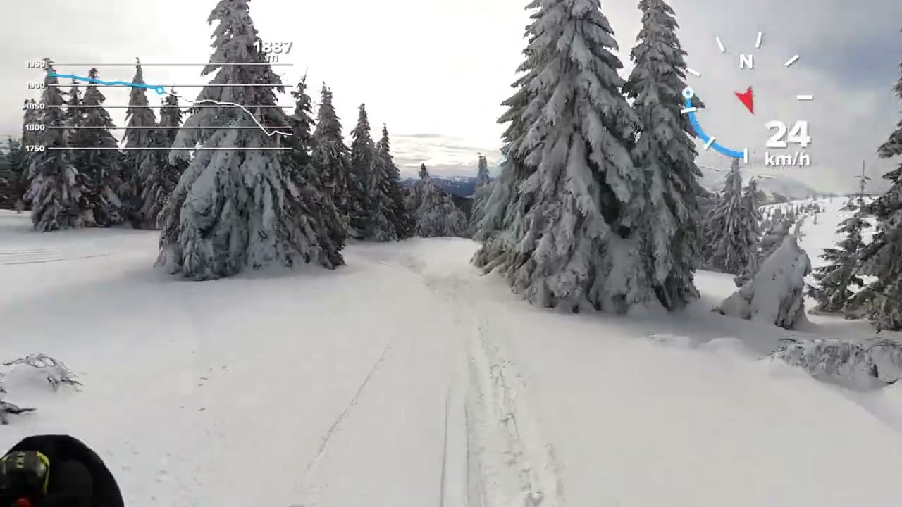 JAPANSKE BARE , KOPAONIK 23.02.2026.