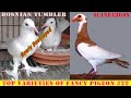 Top varieties of fancy pigeon 22