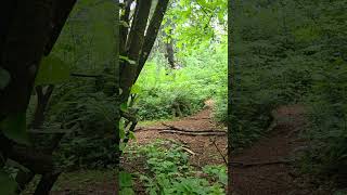 The Book of Genesis Chapter 25. Esau sells his birthright read in a peaceful forest grove. RSV