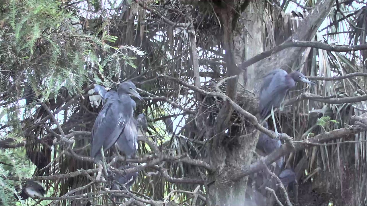 storksak bugaboo Alligator Swamp and Spoonbills Cam 08-29-2018 16:26:41 - 16:58:01