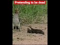 Pretending to be dead#short-vide#short #trending #satisfying #viral#fyp #animals #funnyvideo #prank