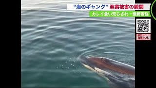 海 の ギャング