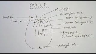 Anatropous Ovule Diagram Of Ovule Well Labelled Cl 12 Ovule