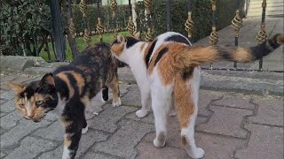 I've never seen so many cute calico cats together before.