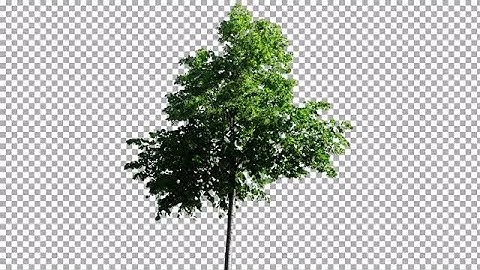 Tree Swaying In Wind Stock Video