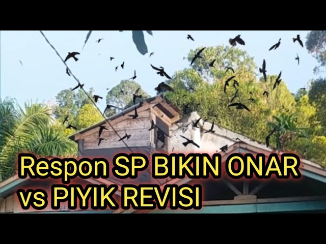 Respon SP BIKIN ONAR vs PIYIK REVISI di RBW MINI class=