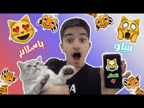 تكلمت مع القطو بأستخدام مترجم قطط !!  - تكلمت مع القطو بأستخدام مترجم قطط !! 