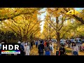 【4K HDR】Autumn Leaves in Tokyo - Jingu Gaien Ginkgo Avenue - Japan Walking Tour 2020
