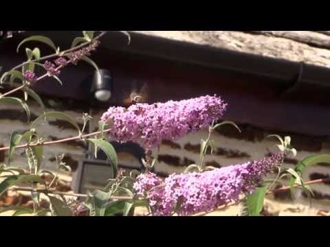 Humming-bird Hawk-moth