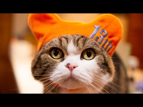 ねこまるです‼︎ まるです18。-I am Maru 18.- - YouTube