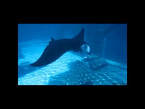 Manta ray cognition/ mirror test