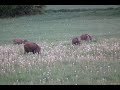 Polowanie na dziki. Hunting Wild Boars. Sudecka Ostoja 7/2020