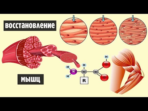 Как Понять Когда Мышцы Восстановились| Суперкомпенсация и Восстановление Мышц.