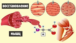 Как Понять Когда Мышцы Восстановились| Суперкомпенсация и Восстановление Мышц.