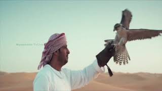 Royal Dealers Meet 2017 Dubai Nymphette Events.