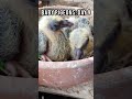 Baby Pigeons: Day 9 #babypigeon #babypigeons