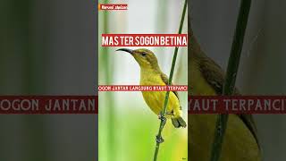 sogon betina//#shorts #sogokontonggacordor #sogonisian #sogonngobra #sogonpikat #kicaumania