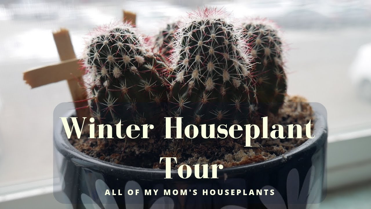 Winter Houseplant Tour Low Maintenance, easy to care for Plants YouTube