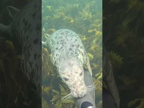 International Seal Day