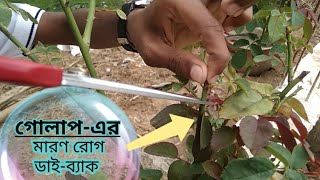 গোলাপের মারণ রোগ-ডাইব্যাক | Die-back | Plantation