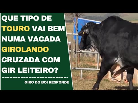 27/04/2022 - Que tipo de touro vai bem numa vacada girolando cruzada com gir leiteiro?