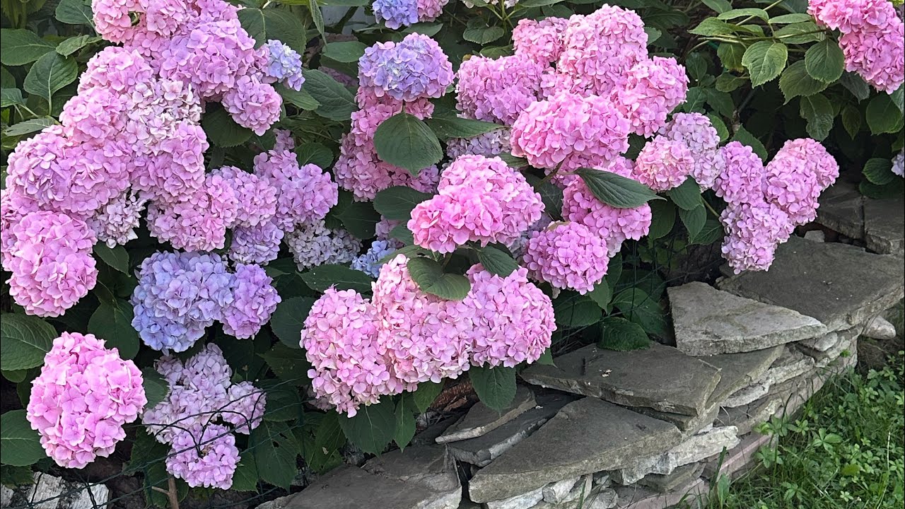 Как выжить на даче ещё и заработать . Делюсь опытом 