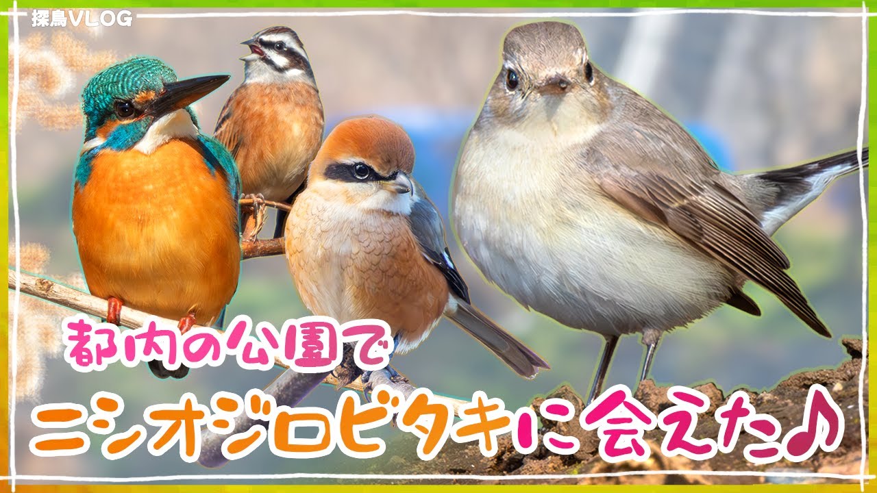 都内の公園と河川敷で野鳥観察《野鳥撮影vlog》｜ニシオジロビタキ、モズ、タヒバリ、カワセミ