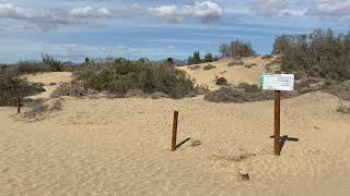 Kameltour Maspalomas Gran Canaria