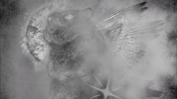 got morose chomik (find the chomiks)