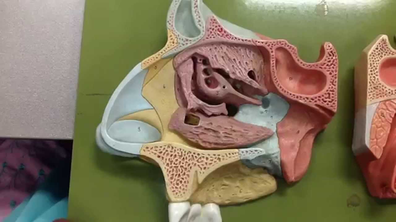 Nasal cavity 3 - YouTube