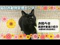 譲渡対象猫の紹介（令和8年5月8日現在）　仙台市動物管理センター（アニパル仙台）