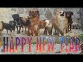 All our rescued animals get treats to celebrate the incoming year part 2